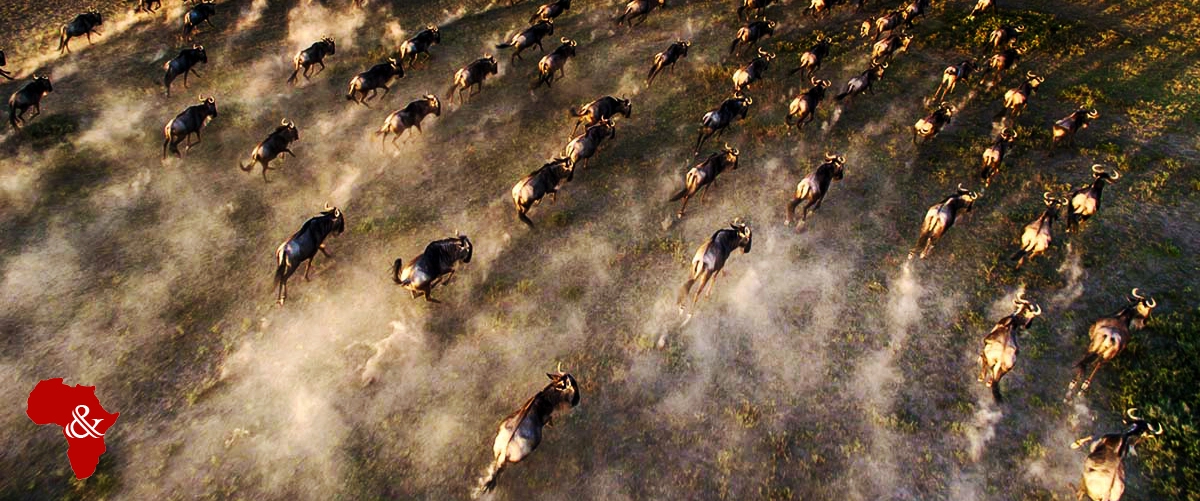 Wildebeest Migration Photo Safaris Wildebeest Migration Photo Safaris